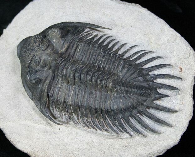 Large Delocare (Saharops) Trilobite - Great Specimen #12532